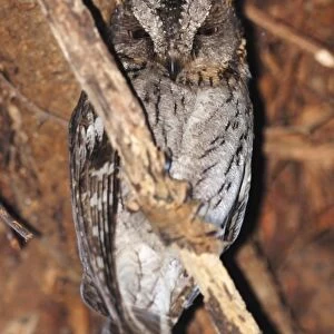 Malagasy Scops-owl (Otus rutilus) adult, perched on branch in gallery forest, Berenty Nature Reserve, Southern Madagascar, august