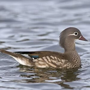 Mandarin Duck (Aix galericulata) introduced species, adult female, swimming, Pensthorpe Nature Reserve, Norfolk