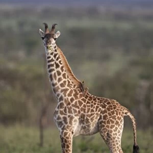 Masai Giraffe (Giraffa camelopardalis tippelskirchi) young, feeding, with Yellow-billed Oxpecker (Buphagus africanus)
