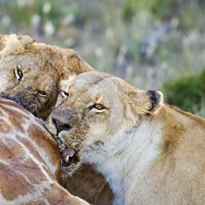 Masai Lion (Panthera leo nubica) adult female and juveniles, close-up of heads, feeding at giraffe carcass, Kenya