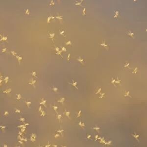 Mayfly (Ephemeroptera sp. ) adults, group in flight, dancing over water, Ouse Washes, Norfolk, England