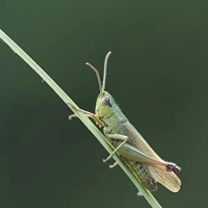 Meadow Grasshopper (Chorthippus parallelus) adult, resting on grass stalk, Essex, England, july