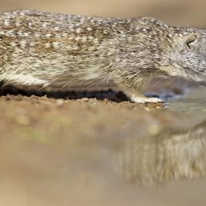 Mexican Ground Squirrel (Ictidomys mexicanus) adult, drinking at pool, South Texas, U. S. A. april