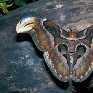Moth - Atlas (Attacus atlas) close-up / on wood / one of the biggest moths in the world