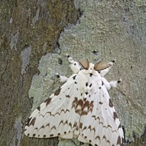 Moth (Lymantria brunneiplaga) adult, resting on lichen covered log, Malaysian Borneo, Borneo, Malaysia, February