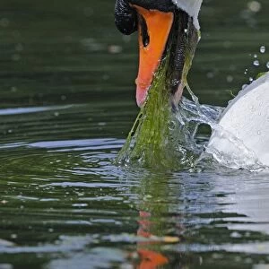 Mute Swan (Cygnus olor) adult, close-up of head, feeding on aquatic vegetation, Oxfordshire, England, may