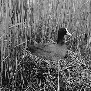Nesting Coot at Minsmere Suffolk. Taken by Eric Hosking in 1950