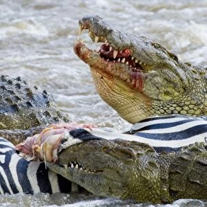 Nile Crocodile (Crocodylus niloticus) adults, feeding on Common Zebra (Equus quagga) foal, Mara River, Masai Mara