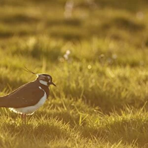 Northern Lapwing (Vanellus vanellus) adult female, breeding plumage, standing on grass in late evening sunshine