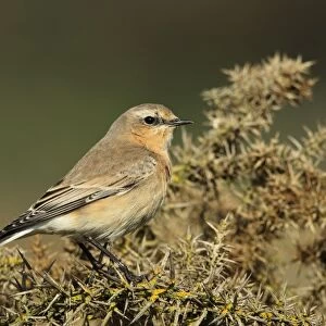 Northern Wheatear (Oenanthe oenanthe) adult female / first winter plumage, perched on gorse, Stanpit Marshes, Dorset, England, october