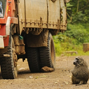 Olive Baboon (Papio anubis) adult, stealing food from trucks along road, Kahuzi-Biega N. P