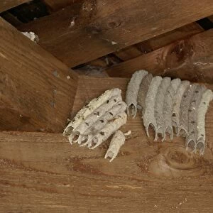 Organ Pipe Mud Dauber (Trypoxylon politum) nests, group in sheltered location, Florida, U. S. A. June