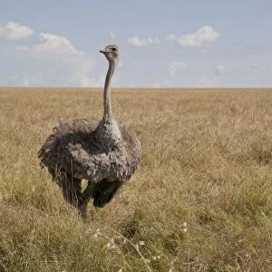 Ostrich (Struthio camelus) adult female, standing at nest with eggs in savannah, Masai Mara, Kenya, August