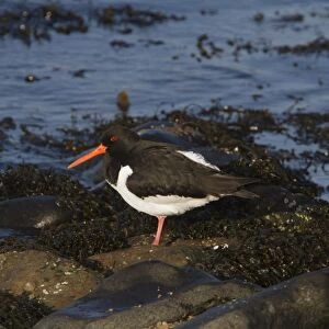Oystercatcher standing on the seaweed covered shore line
