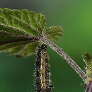 Painted Lady (Vanessa cardui) larva, shedding skin to turn into pupa, hanging from stinging nettle leaf, Oxfordshire