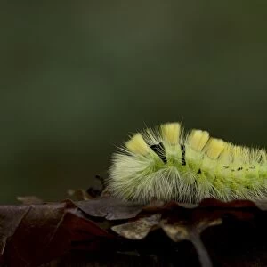 Pale Tussock Moth (Calliteara pudibunda) caterpillar, resting on fallen leaves, South Yorkshire, England, October