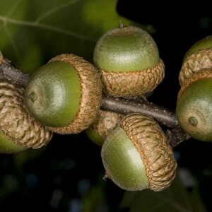 Pin Oak (Quercus palustris) close-up of acorns, Ottawa, Ontario, Canada, August