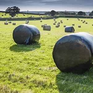 Plastic wrapped round silage bales in field, Llangaffo, Anglesey, Wales, August