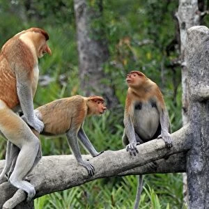 Proboscis Monkey (Nasalis larvatus) adult pair, mating on branch, with another female sitting nearby, Labuk Bay, Sabah, Borneo, Malaysia