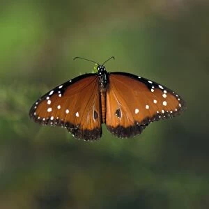 Queen Butterfly (Danaus gilippus) Upper wing / Isabela, Galapagos