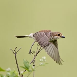 Red-backed Shrike (Lanius collurio) adult female, in flight, taking off from stem, Bulgaria, may