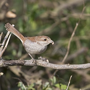 Red-backed Shrike (Lanius collurio) juvenile, with Harvestman (Opiliones sp. ) prey in beak, perched on twig, Suffolk