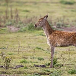 Red Deer (Cervus elaphus) calf, stretching, standing in grassland, Minsmere RSPB Reserve, Suffolk, England, October