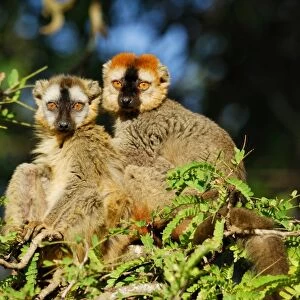 Red-fronted Brown Lemur (Eulemur rufus) adult male and female, sitting on branches in tamarind gallery forest, Berenty Nature Reserve, Southern Madagascar, august
