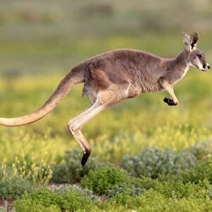 Red Kangaroo (Macropus rufus) adult, jumping over low vegetation, Sturt N. P. New South Wales, Australia