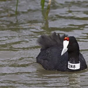 Red-knobbed Coot (Fulica cristata) adult, with numbered identification band around neck, Albufera Reserve, Mallorca, Balearic Islands, Spain, may
