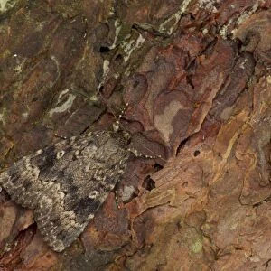 Red Underwing Moth (Catocala nupta) adult, resting on pine bark, Sheffield, South Yorkshire, England, August