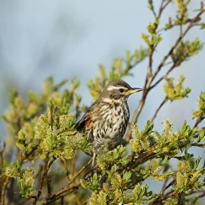 Redwing (Turdus iliacus coburni) adult, perched on willow with catkins, Iceland, June