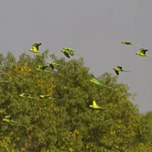 Rose-ringed Parakeet (Psittacula krameri) flock, in flight, Sundarbans, Ganges Delta, West Bengal, India, March