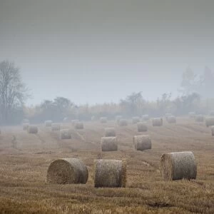 Round straw bales in stubble field during rainy and misty day, Perth, Perthshire, Scotland, november