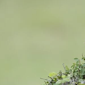 Rufous-naped Lark (Mirafra africana) adult, calling, perched in bush, Masai Mara, Kenya