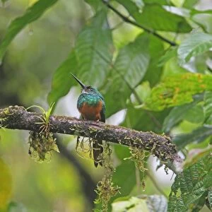 Rufous-tailed Jacamar (Galbula ruficauda) adult male, perched on branch, Costa Rica, february