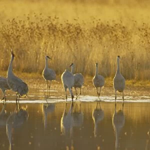 Sandhill Crane (Grus canadensis) flock, standing in roost site at dawn, Bosque del Apache National Wildlife Refuge