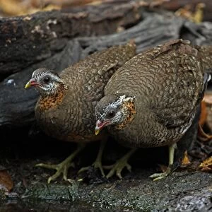 Scaly-breasted Partridge (Arborophila chloropus) adult pair, standing at edge of forest pool, Kaeng Krachan N. P. Thailand, february