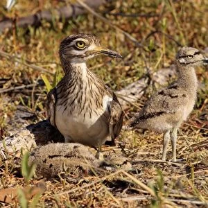 Senegal Thick-knee (Burhinus senegalensis) adult with two chicks, at nest in early morning sunlight, Gambia, December