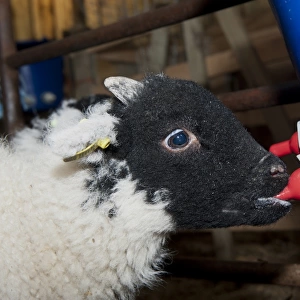 Sheep farming, orphaned lamb feeding on milk from bucket feeder, England, May