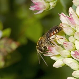 Slender Mining Bee (Lasioglossum calceatum) adult male, feeding on sedum flowers, Norfolk, England, September