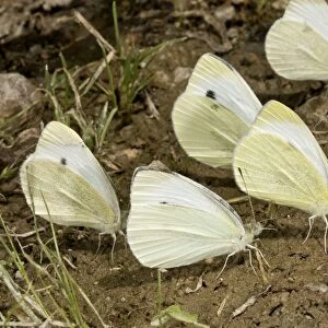 Southern Small White (Pieris mannii) five adults, mud-puddling, drinking minerals from damp ground, Pontic Mountains