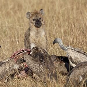 Spotted Hyena (Crocuta crocuta) adult, with White-backed Vulture (Gyps africanus) flock