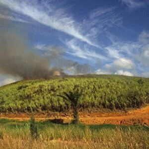 Sugarcane (Saccharum officinarum) crop, being burnt prior to harvest, Bahia, Brazil
