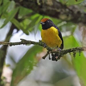 Tawny-capped Euphonia (Euphonia anneae rufivertex) adult male, perched on twig, Rio Indio, Panama, October
