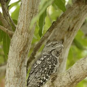 Tawny Frogmouth (Podargus strigoides) adult male, with eyes closed, sitting in fork of tree, Queensland, Australia