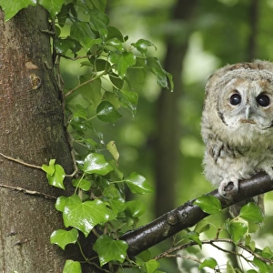 Tawny Owl (Strix aluco) juvenile, first year male, perched on Sycamore (Acer pseudoplatanus) branch, after rain shower