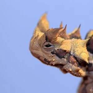Thorny Devil (Moloch horridus) adult, close-up of head, Outback, Northern Territory, Australia