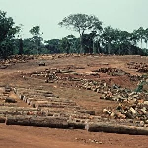 Tropical moist forest destruction, felled tree trunks and logs in logging camp, Upper Guinean Forest, Liberia
