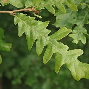 Turkey Oak (Quercus cerris) close-up of leaves, growing in woodland, Vicarage Plantation, Mendlesham, Suffolk, England